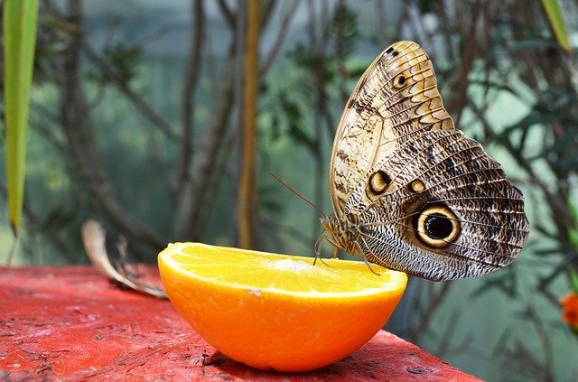 Free download Butterfly Nature Orange -  free photo or picture to be edited with GIMP online image editor