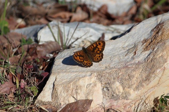 Free download Butterfly Nature Spring -  free photo or picture to be edited with GIMP online image editor