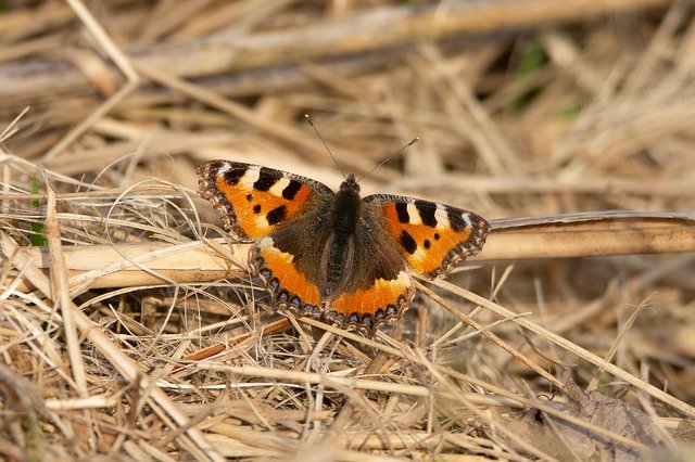 Free download Butterfly Nature Wings -  free photo or picture to be edited with GIMP online image editor