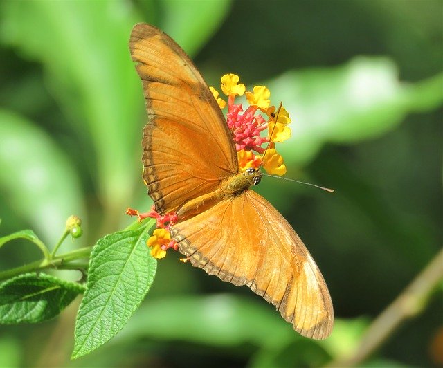 Free download Butterfly Orange Butterflies -  free photo or picture to be edited with GIMP online image editor