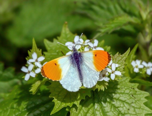 Free download Butterfly Orange-Tip Nature -  free photo or picture to be edited with GIMP online image editor