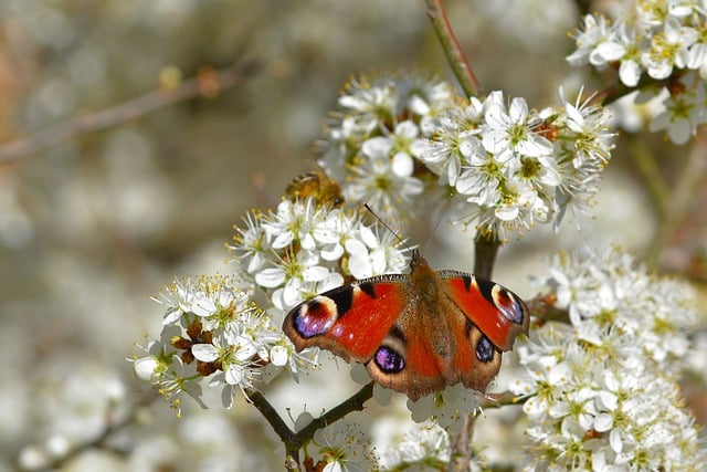 Free download butterfly peacock butterfly sloe free picture to be edited with GIMP free online image editor