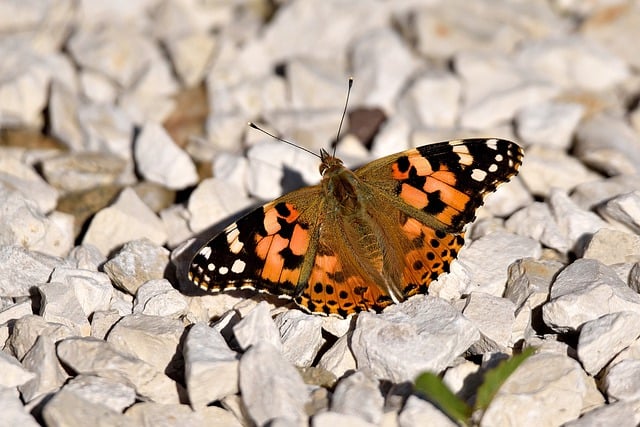 Free download butterfly pebbles insect fall free picture to be edited with GIMP free online image editor