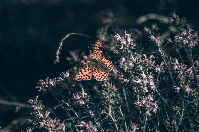 Free download butterfly plants flowers insect free picture to be edited with GIMP free online image editor