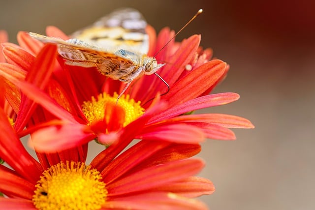 Free download butterfly pollination entomology free picture to be edited with GIMP free online image editor