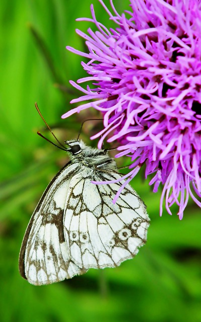 Free download butterfly pollination insect flower free picture to be edited with GIMP free online image editor