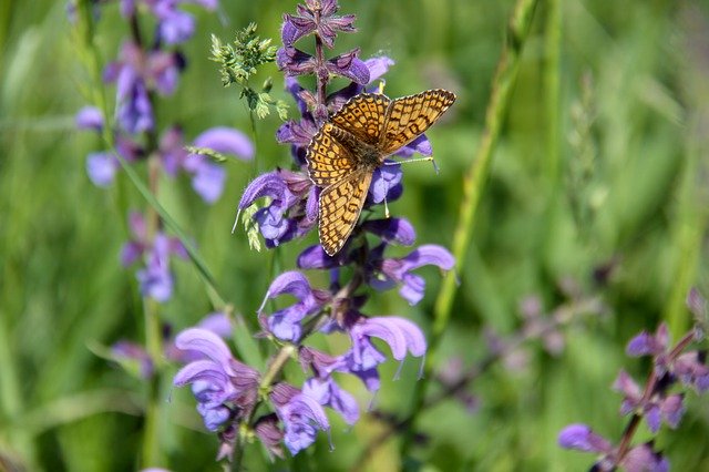 Free download Butterfly Pre Nature -  free photo or picture to be edited with GIMP online image editor