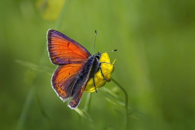 Free download butterfly purple edged copper insect free picture to be edited with GIMP free online image editor