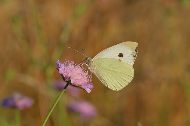 Free download butterfly purple flower pollination free picture to be edited with GIMP free online image editor