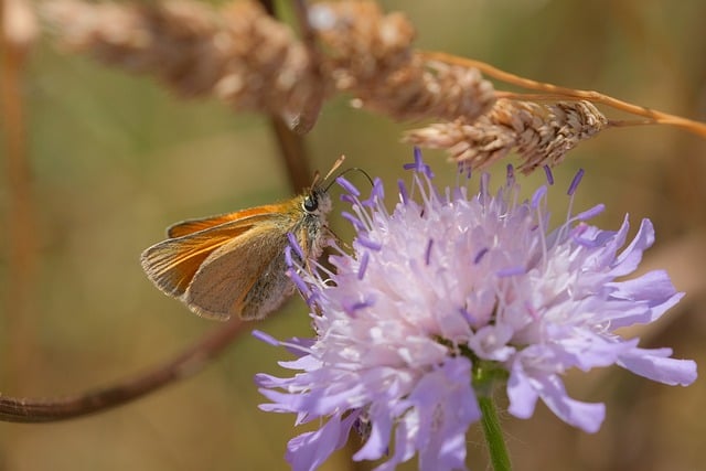 Free download butterfly purple flowers pollination free picture to be edited with GIMP free online image editor