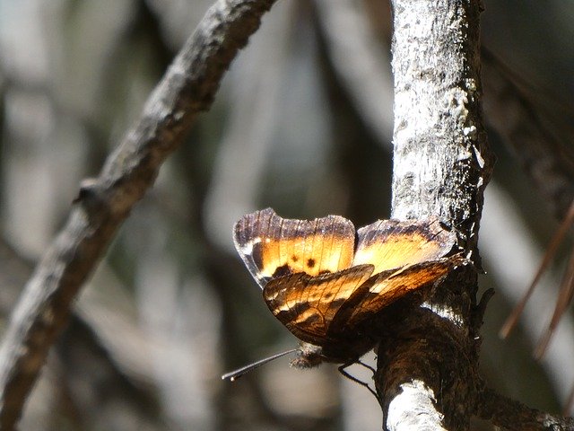 Free download Butterfly Sequoianp Grantgrove -  free photo or picture to be edited with GIMP online image editor