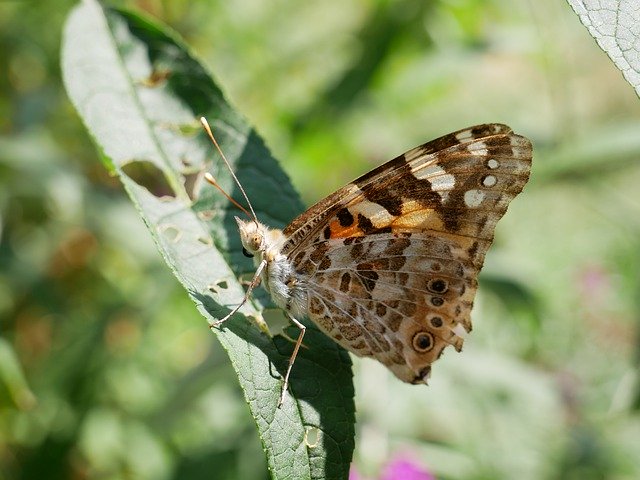 Free download Butterfly Sheet Nature -  free photo or picture to be edited with GIMP online image editor