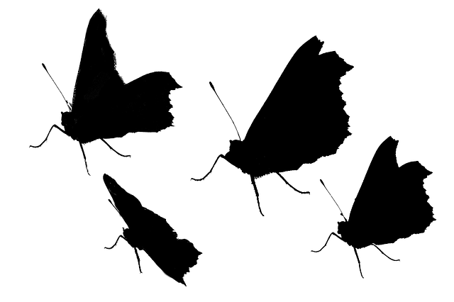 Free download Butterfly Silhouette Insect -  free illustration to be edited with GIMP free online image editor