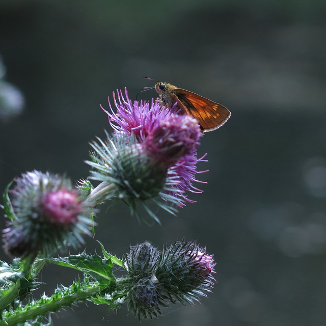 Free download butterfly skipper thistle blossom free picture to be edited with GIMP free online image editor