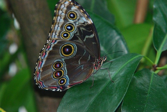 Free download Butterfly Sky Blue -  free photo or picture to be edited with GIMP online image editor