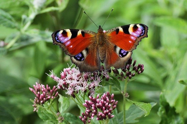 Free download Butterfly Slovakia Nature -  free photo or picture to be edited with GIMP online image editor