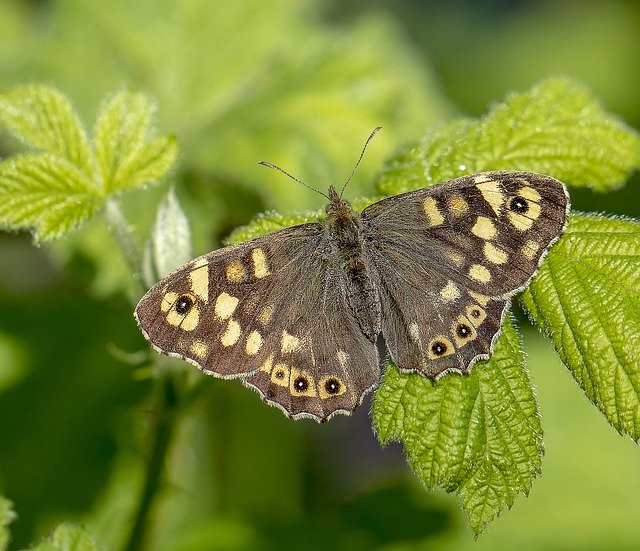 Free download Butterfly Speckled-Wood Nature -  free photo or picture to be edited with GIMP online image editor