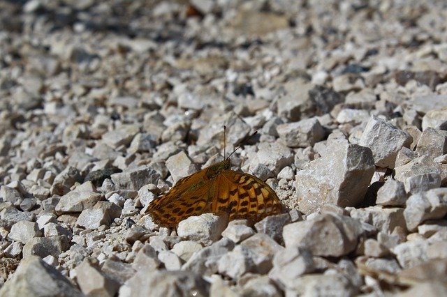 Free download Butterfly Stones Nature -  free photo or picture to be edited with GIMP online image editor