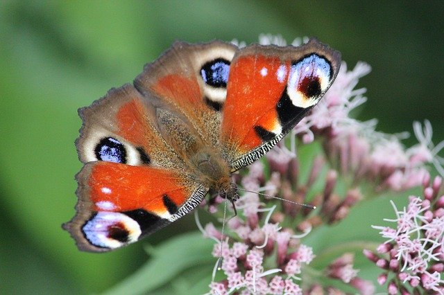 Free download Butterfly Summer Flowers -  free photo or picture to be edited with GIMP online image editor