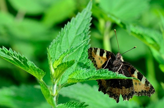 Free download Butterfly Summer Nature Close -  free photo or picture to be edited with GIMP online image editor