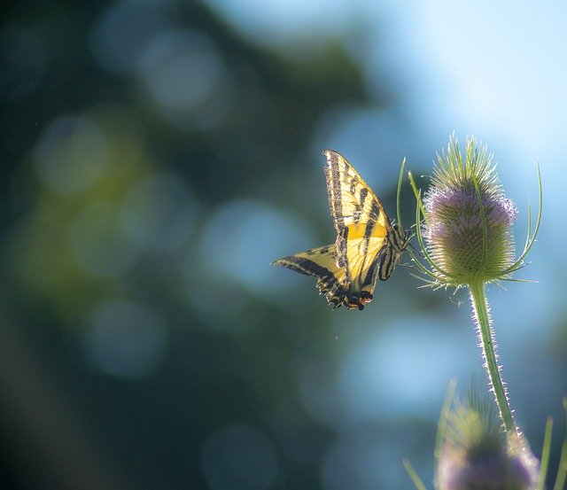 Free download Butterfly Summer Thistle -  free photo or picture to be edited with GIMP online image editor