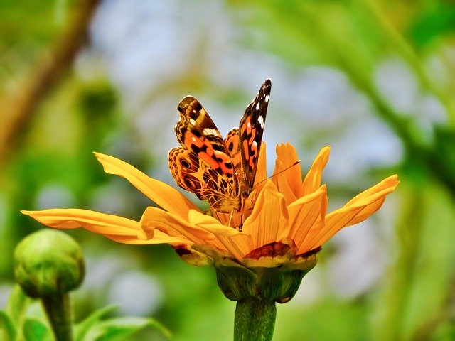 Free download Butterfly Sunflower Yellow -  free photo or picture to be edited with GIMP online image editor