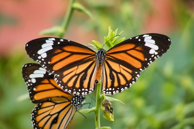 Free download Butterfly Thailand Striped Tiger -  free photo or picture to be edited with GIMP online image editor