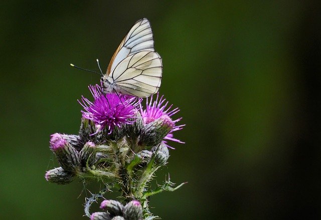 Free download Butterfly Thistle -  free photo or picture to be edited with GIMP online image editor