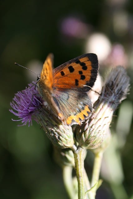 Free download butterfly thistle flower pollination free picture to be edited with GIMP free online image editor