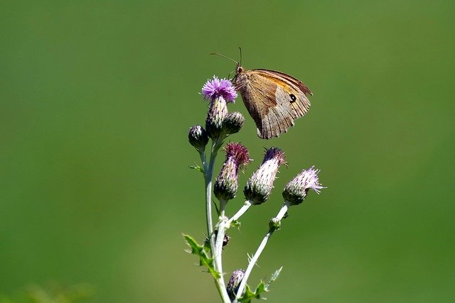 Free download Butterfly Thistle Insect -  free photo or picture to be edited with GIMP online image editor