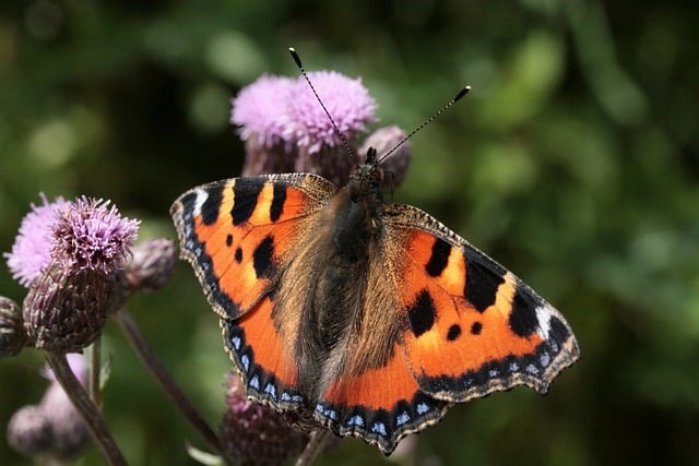 Free download butterfly thistle pollination free picture to be edited with GIMP free online image editor