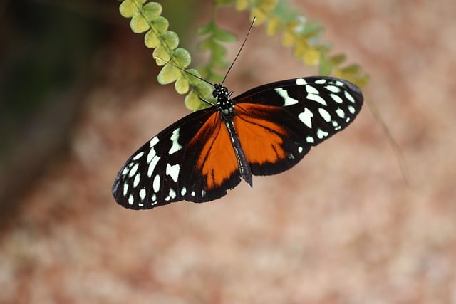 Free download butterfly tiger longwing plant free picture to be edited with GIMP free online image editor