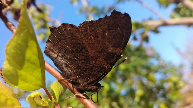 Free download Butterfly Tree Nature -  free photo or picture to be edited with GIMP online image editor