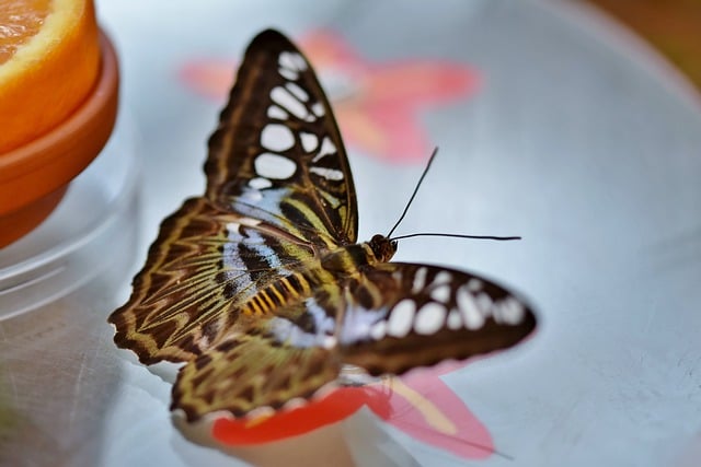 Free download butterfly tropical butterfly insect free picture to be edited with GIMP free online image editor