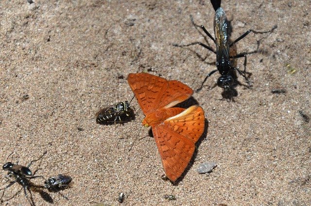 Free download Butterfly Tropical Insect -  free photo or picture to be edited with GIMP online image editor