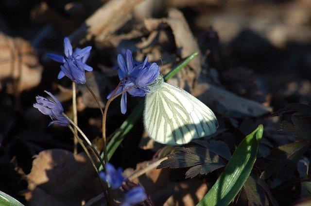 Free download Butterfly Underwood Flowers Scilla -  free photo or picture to be edited with GIMP online image editor