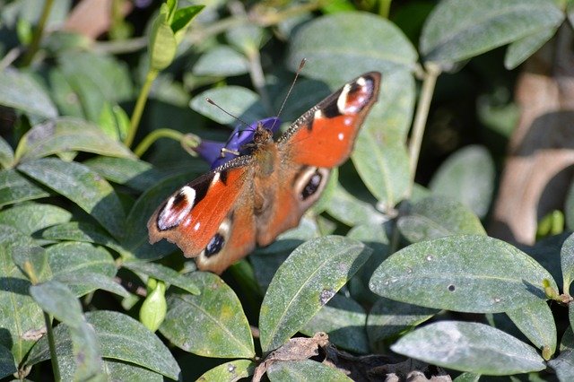 Free download Butterfly Up Close And Personal -  free photo or picture to be edited with GIMP online image editor