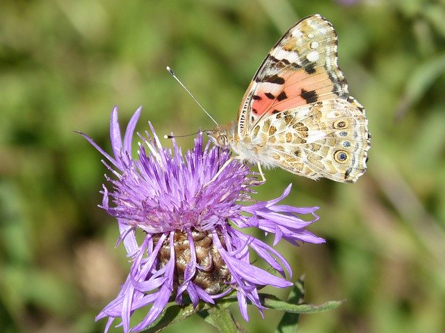 Free download Butterfly Vanesa Thistle Flower -  free photo or picture to be edited with GIMP online image editor