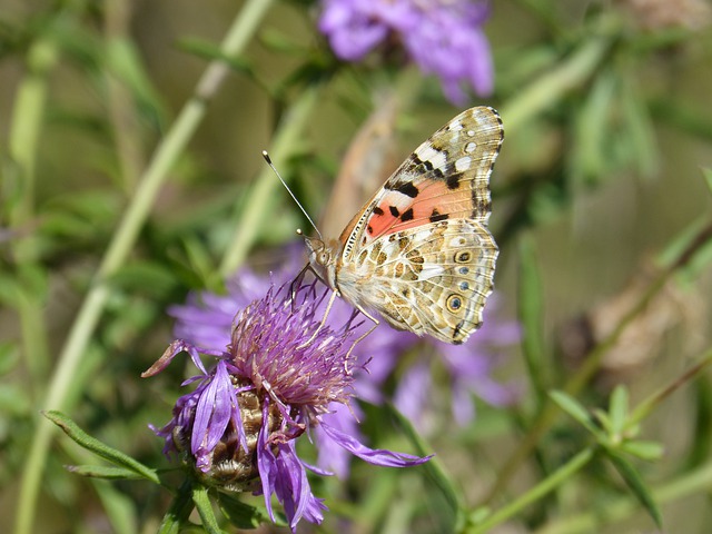 Free download butterfly vanessa free picture to be edited with GIMP free online image editor