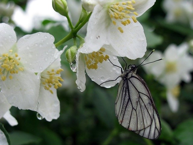 Free download Butterfly Wet Flowers -  free photo or picture to be edited with GIMP online image editor