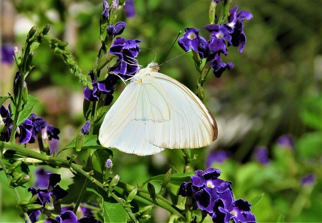 Free download Butterfly White Wing -  free photo or picture to be edited with GIMP online image editor