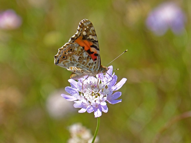 Free download butterfly wild flower suck scabiosa free picture to be edited with GIMP free online image editor