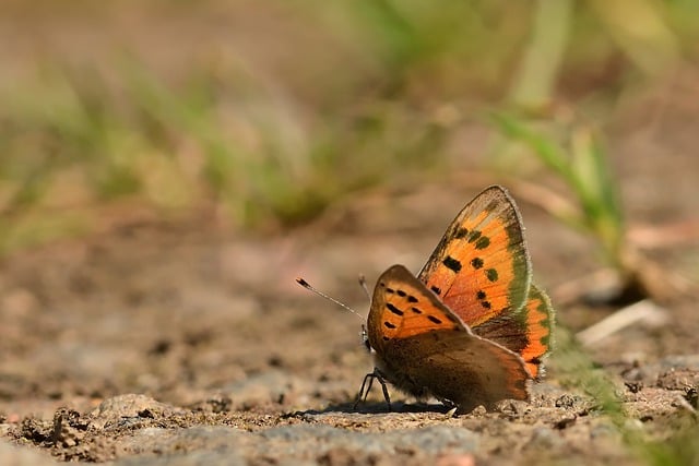 Free download butterfly wings antennae soil free picture to be edited with GIMP free online image editor