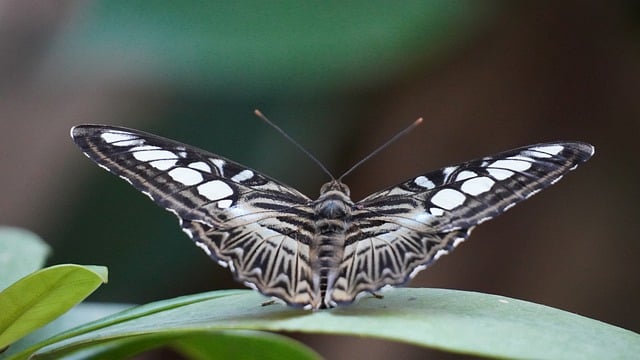 Free download butterfly wings insect flying free picture to be edited with GIMP free online image editor