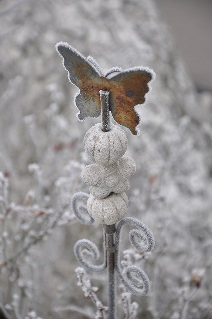 Free download Butterfly Winter Hoarfrost -  free photo or picture to be edited with GIMP online image editor