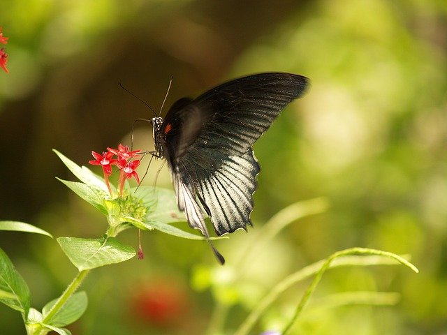 Free download Butterfly World Florida -  free illustration to be edited with GIMP free online image editor