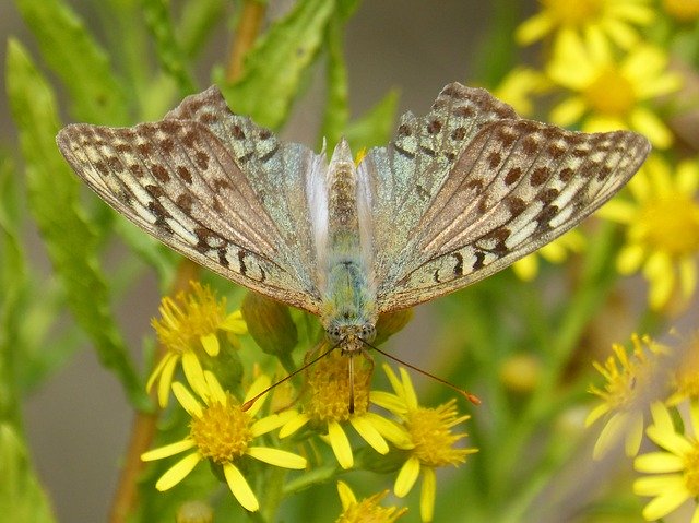 Free download Butterfly Yellow Flower Libar -  free photo or picture to be edited with GIMP online image editor