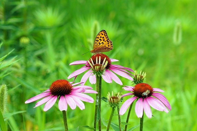 Free download Butterfly Yellow Nature -  free photo or picture to be edited with GIMP online image editor