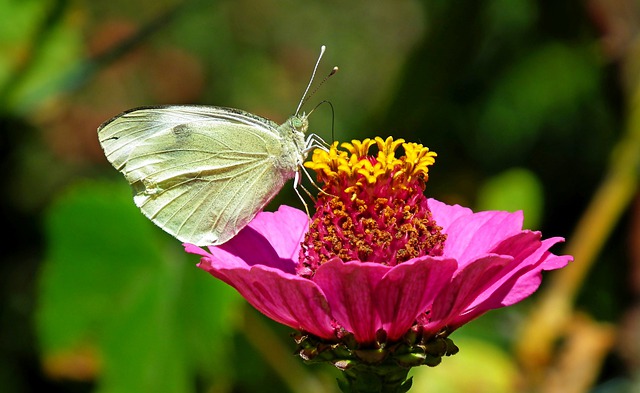 Free download butterfly zinnia flower pink zinnia free picture to be edited with GIMP free online image editor