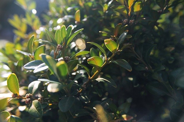 הורדה חינם Buxus Plant Green - תמונה או תמונה בחינם לעריכה עם עורך התמונות המקוון GIMP